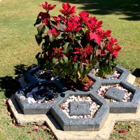 Poinsettia Garden